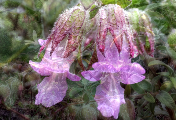 MF-Pitcher Sage